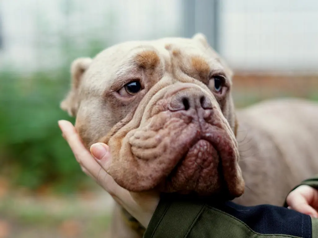 Aramis - Englische Bulldogge - Bild 3