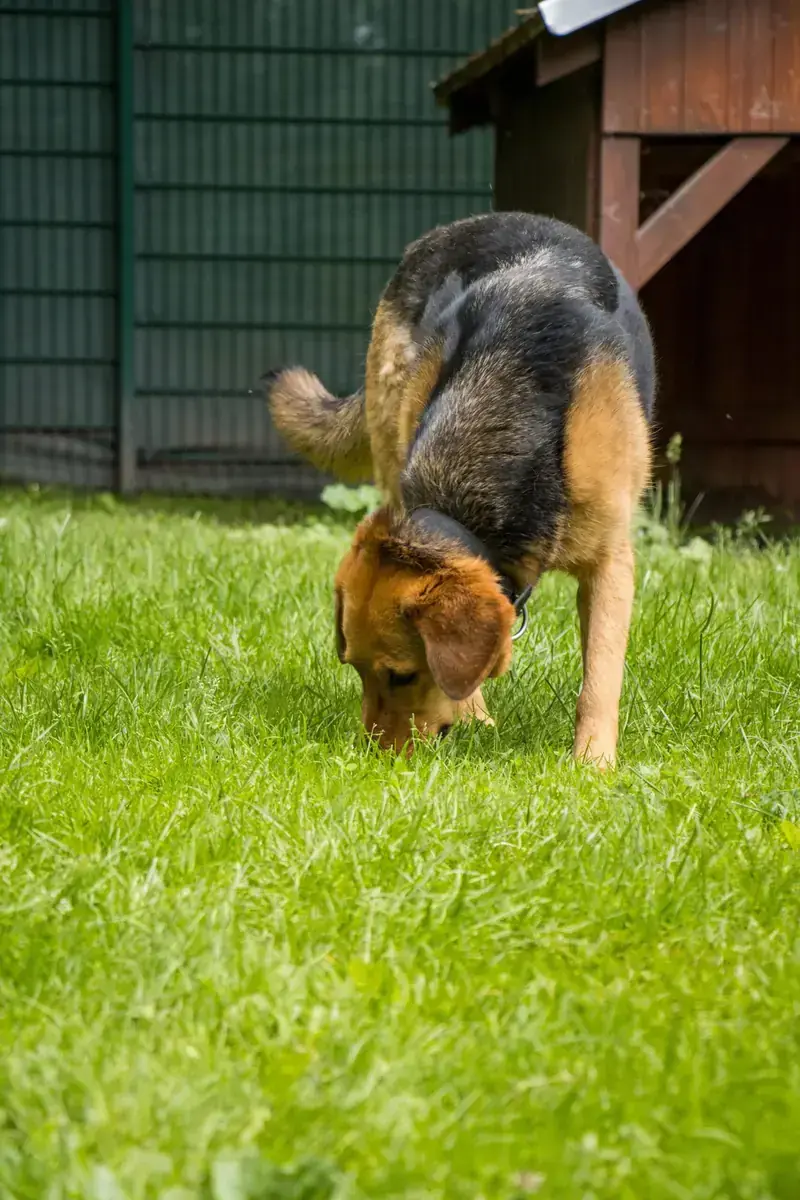 Balu - Deutscher Schäferhund, Beagle - Bild 2