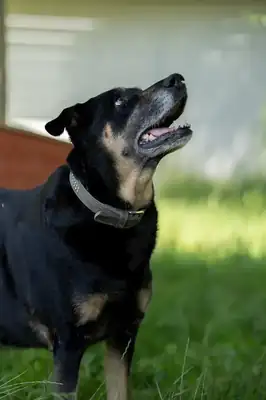 Shila – Mischling – Bild 4