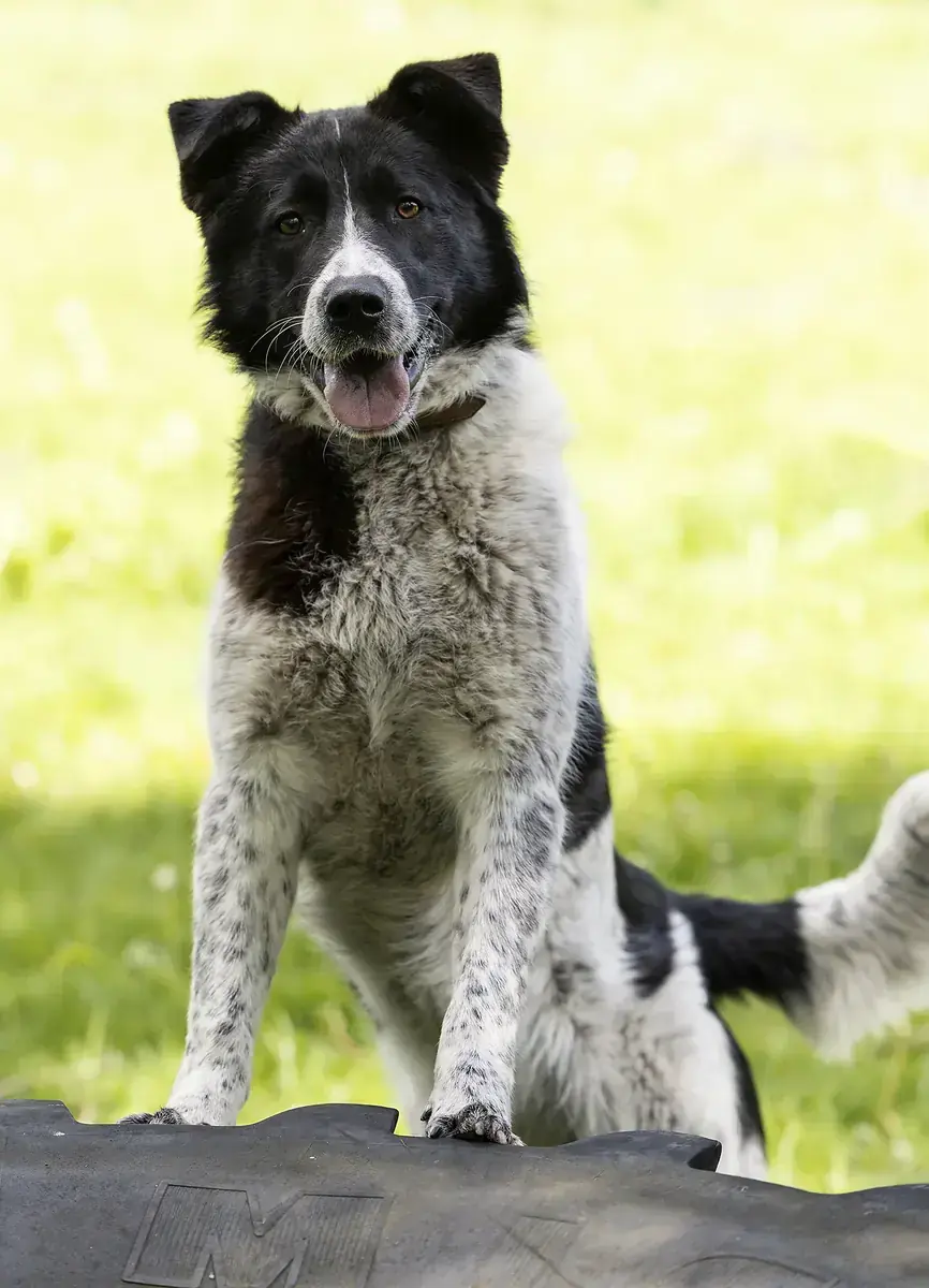 Dieter -  - Bild 1