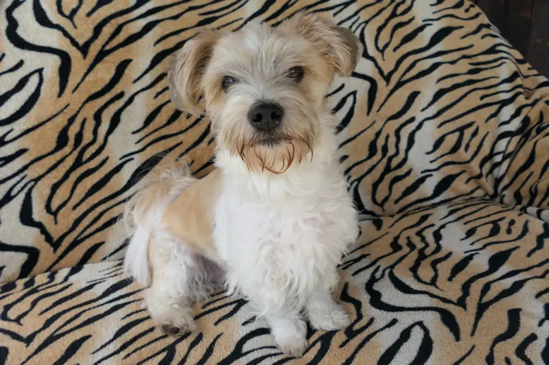 Don Fussel - Bichon Frisé - Bild 1