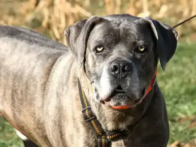 Drago – Cane Corso Italiano – Bild 6