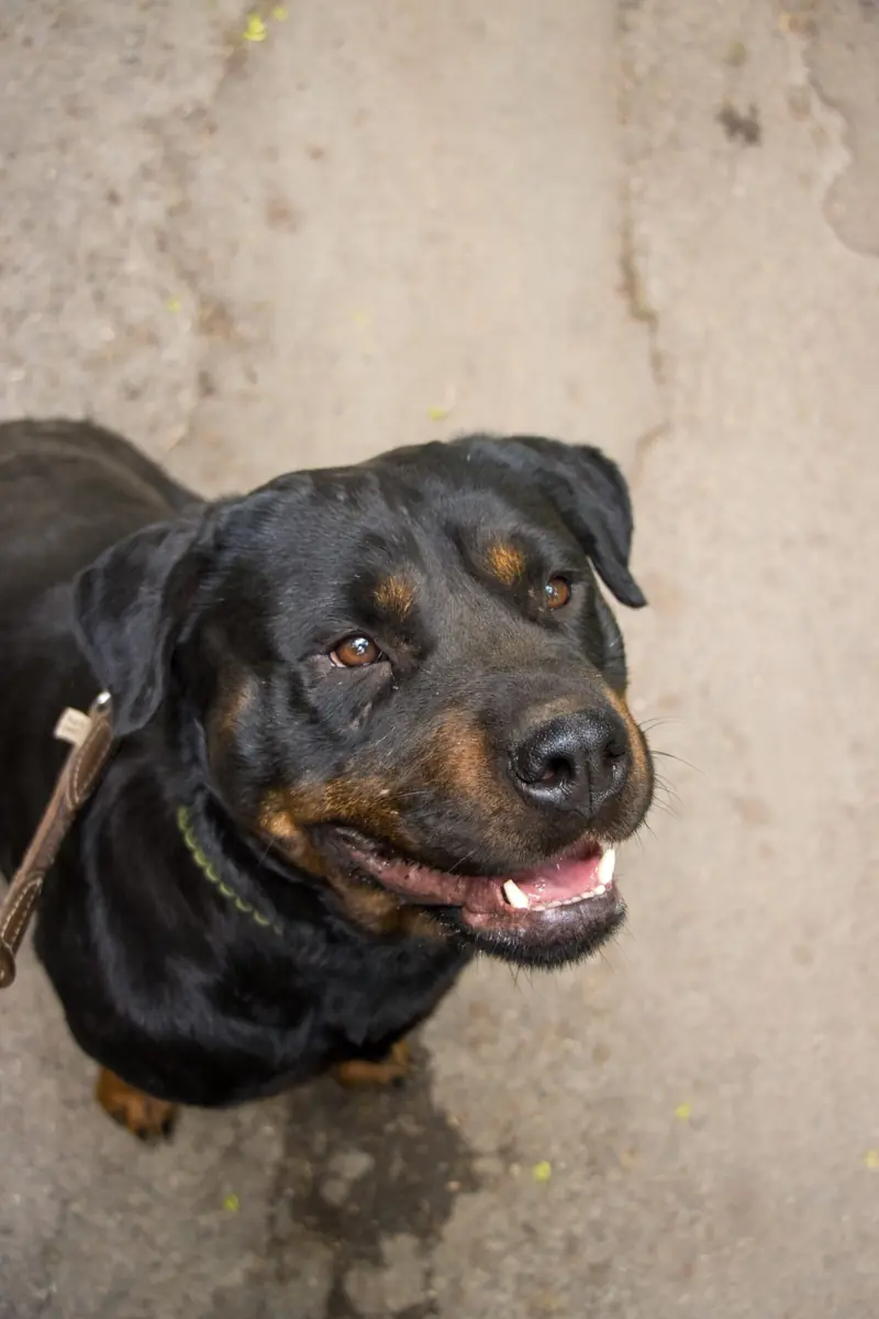 Ophelia - Rottweiler - Bild 4