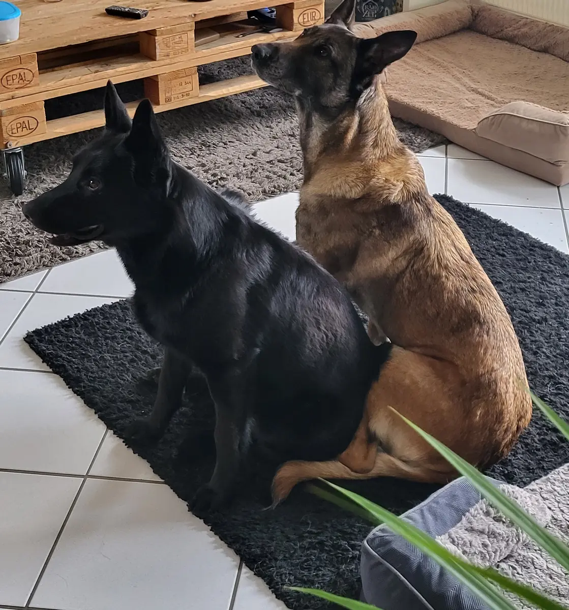 Kuroo - Deutscher Schäferhund - Bild 2