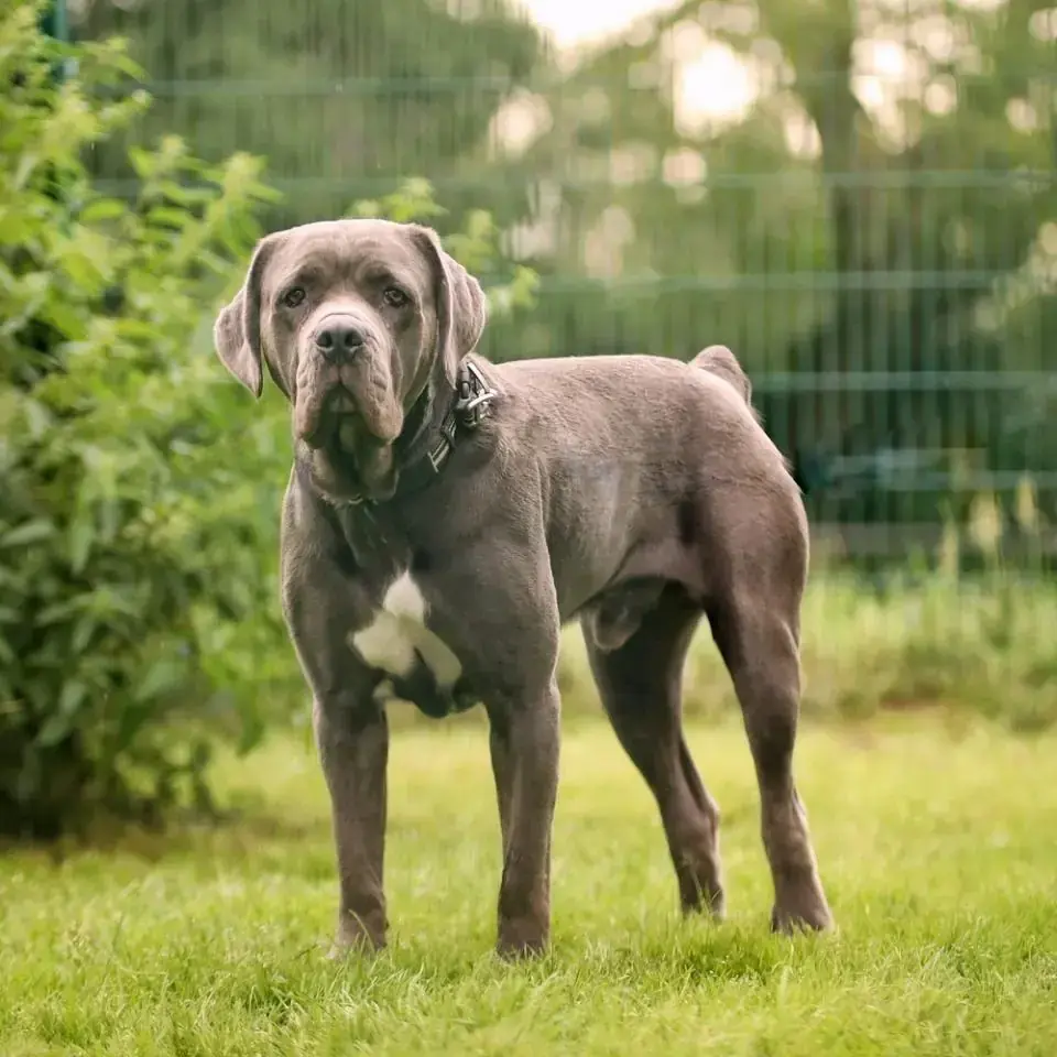 Zeus - Cane Corso Italiano - Bild 1