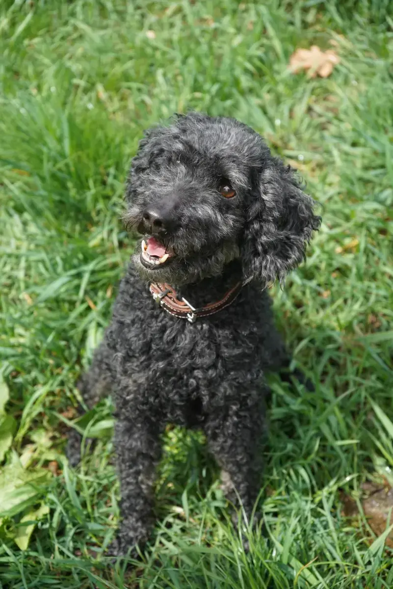 Blacky - Pudel - Bild 14