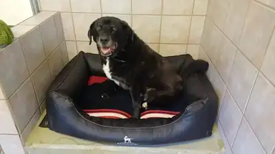Balou – Appenzeller Sennenhund – Bild 3