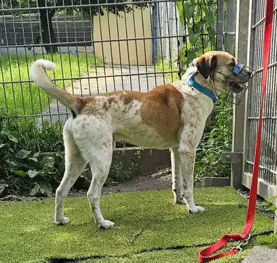 Marley – Mischling – Bild 4