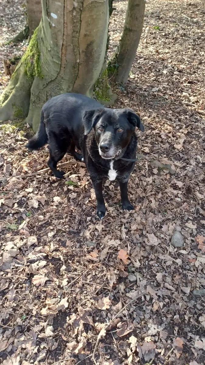 Balou -  - Bild 6
