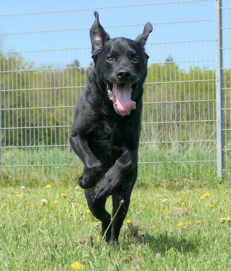 Jupp - Labrador Retriever - Bild 1