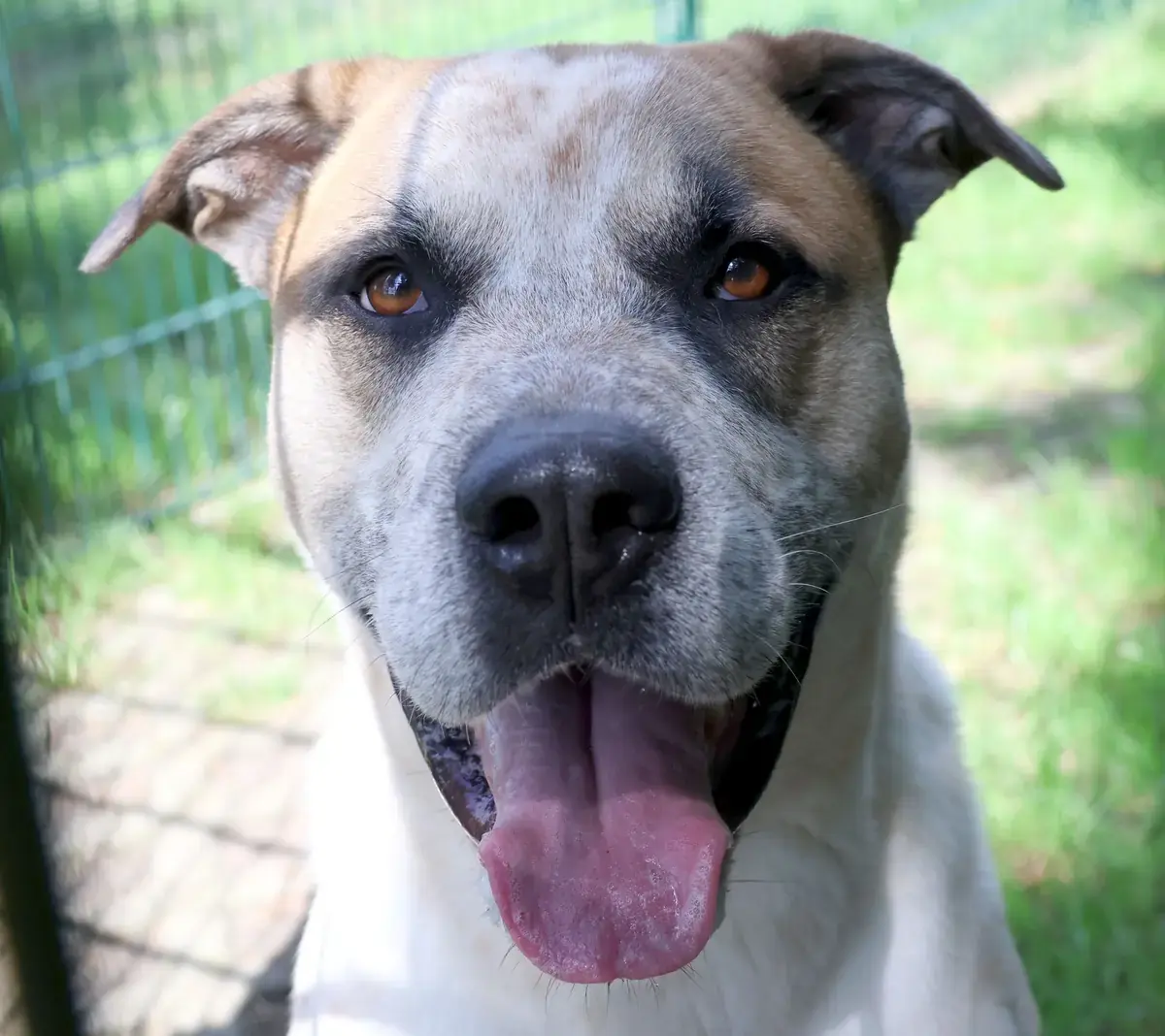 Deutscher Boxer, English Pointer Fritz