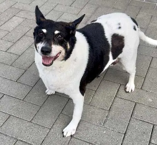 Milly -  - Bild 18
