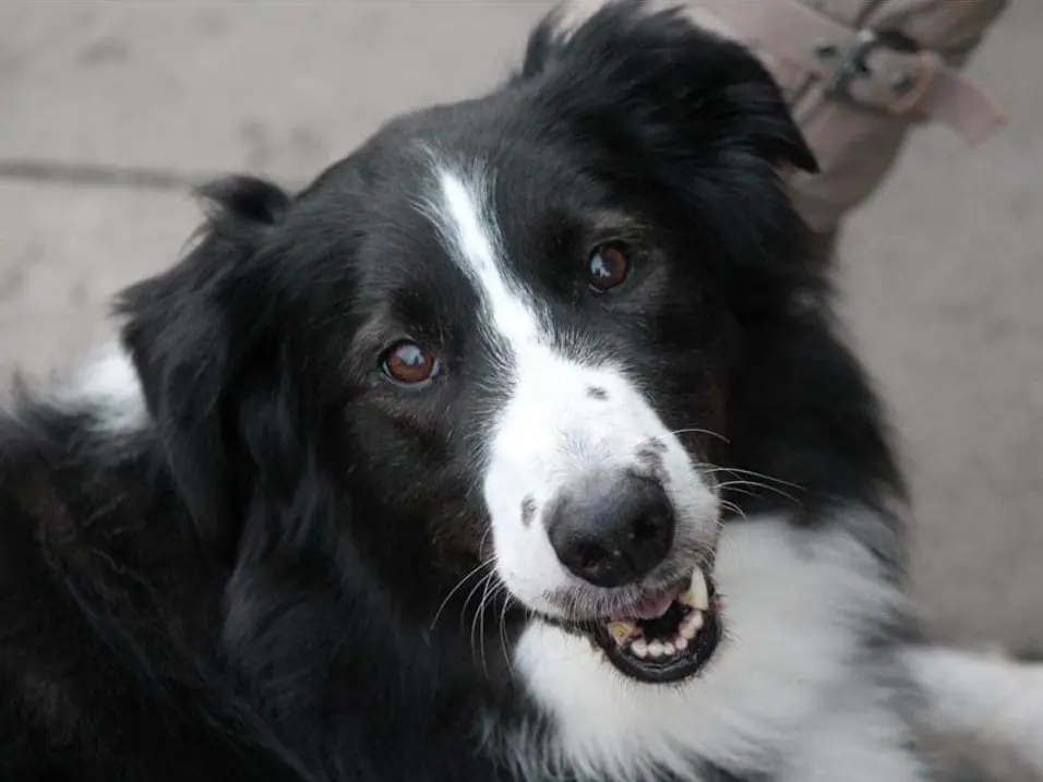 Cook - Border Collie - Bild 2