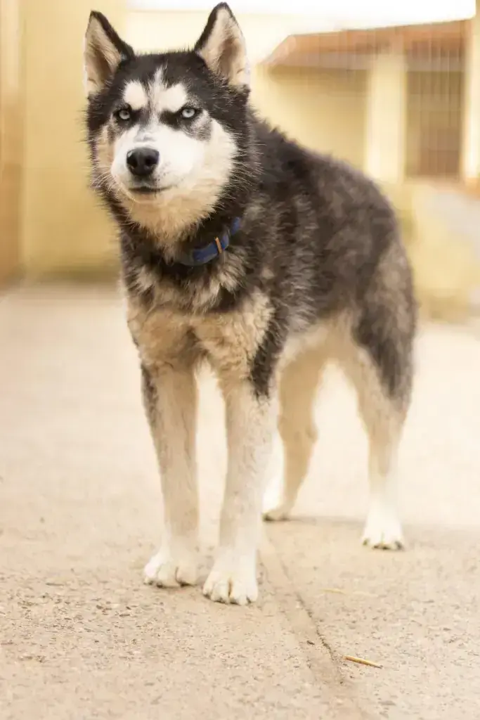 Tanuki – Siberian Husky – Bild 5