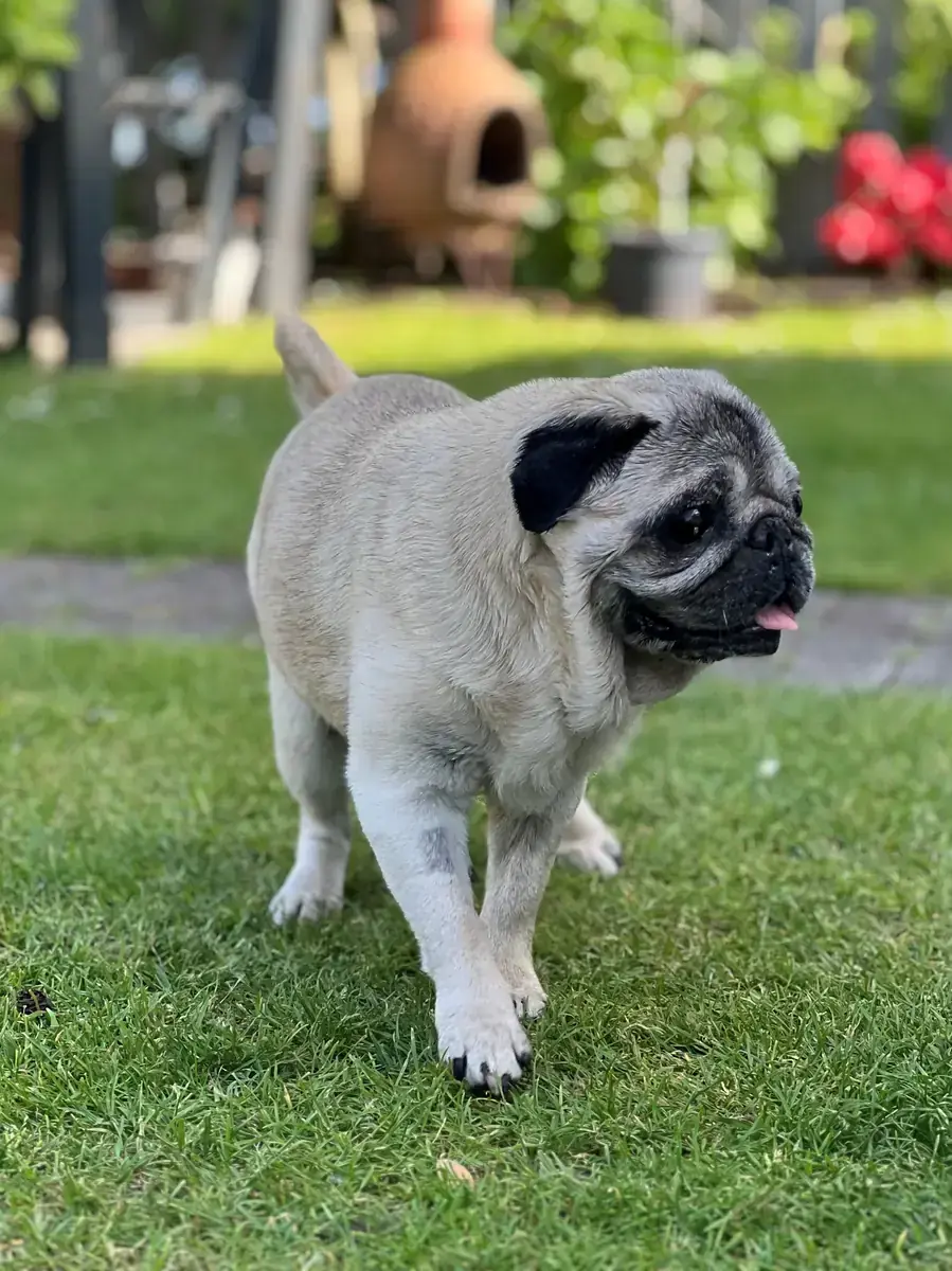Schnute - Mops - Bild 2
