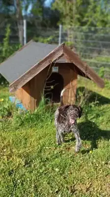 Goofy – Hund – Bild 7