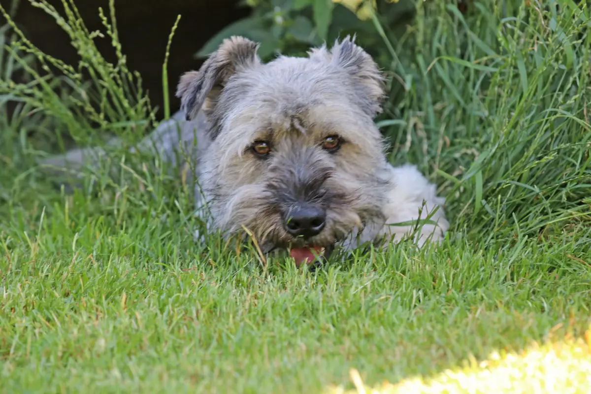 Bobby -  - Bild 9
