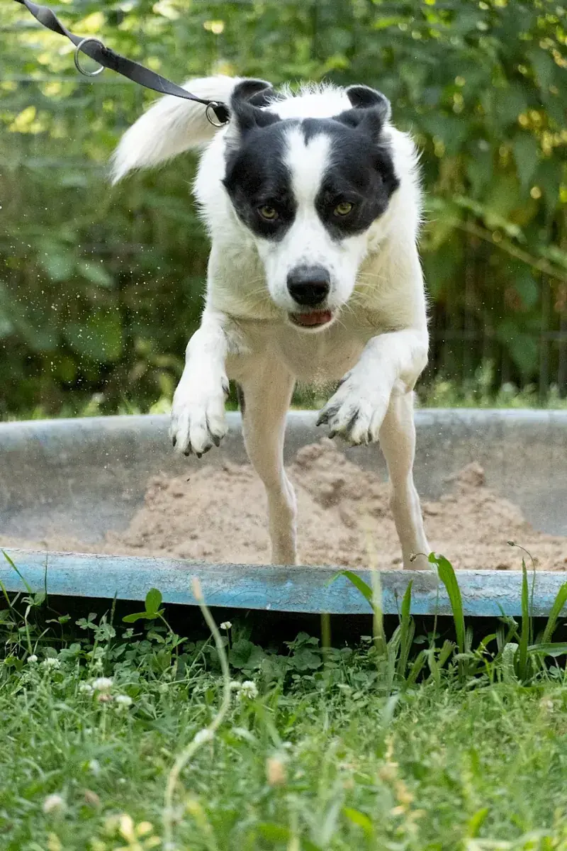 Charly -  - Bild 10