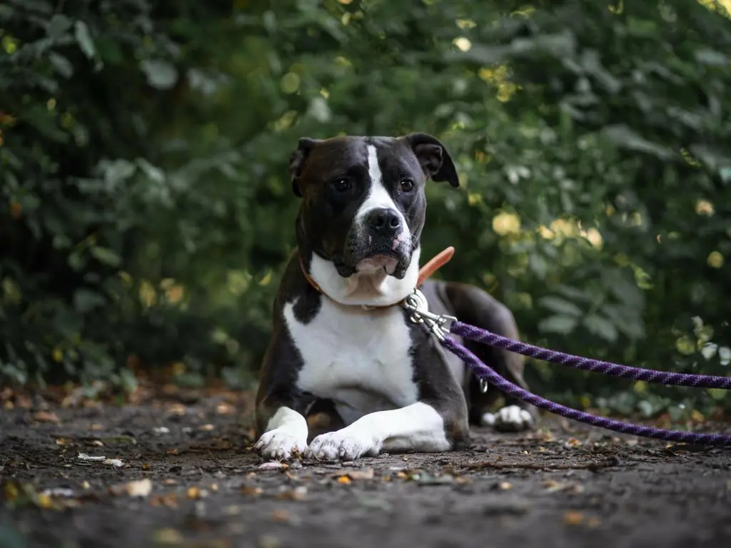Khalessi - American Staffordshire Terrier - Bild 1