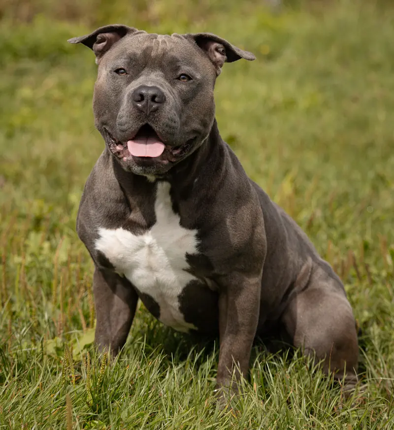 Hippo - American Staffordshire Terrier - Bild 3