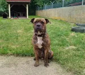 Spencer -  - Bild 1