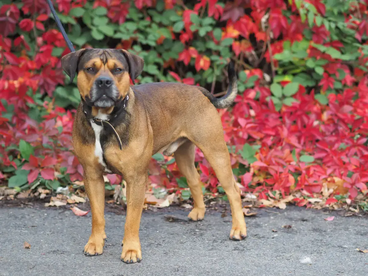 Milano - Rottweiler - Bild 2