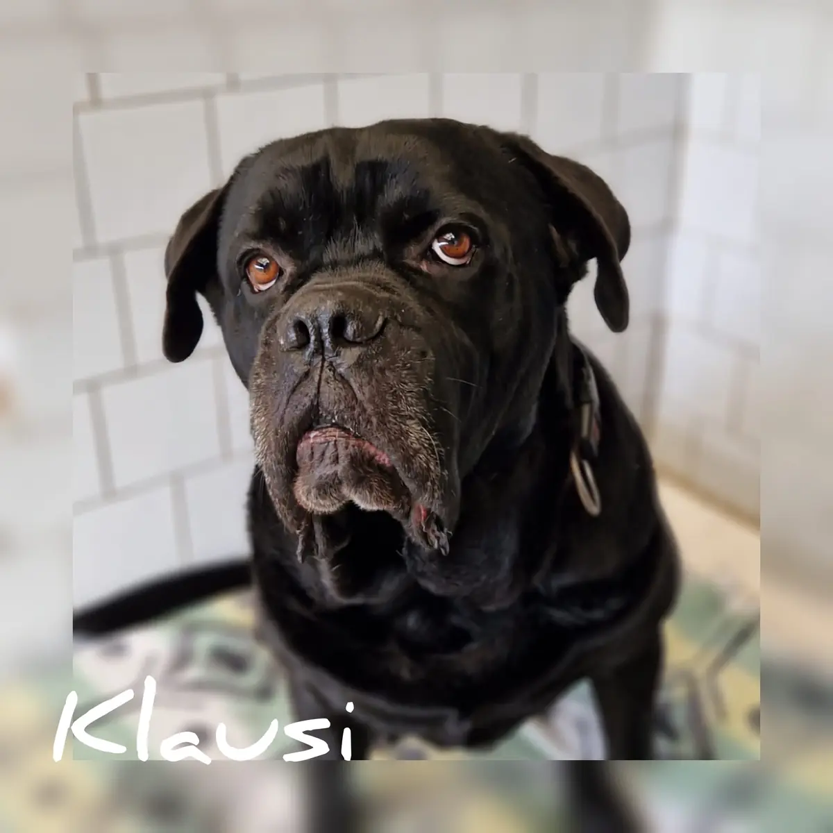 Klausi - Cane Corso Italiano - Bild 3