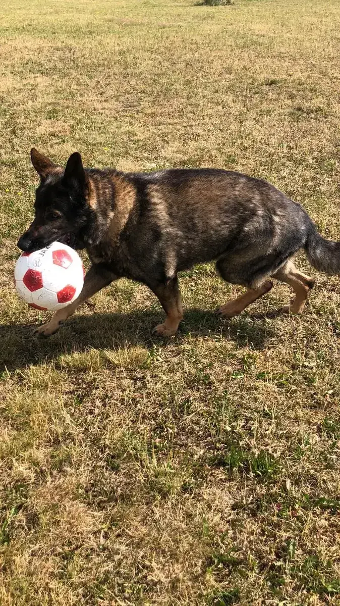 Ricco - Deutscher Schäferhund - Bild 5
