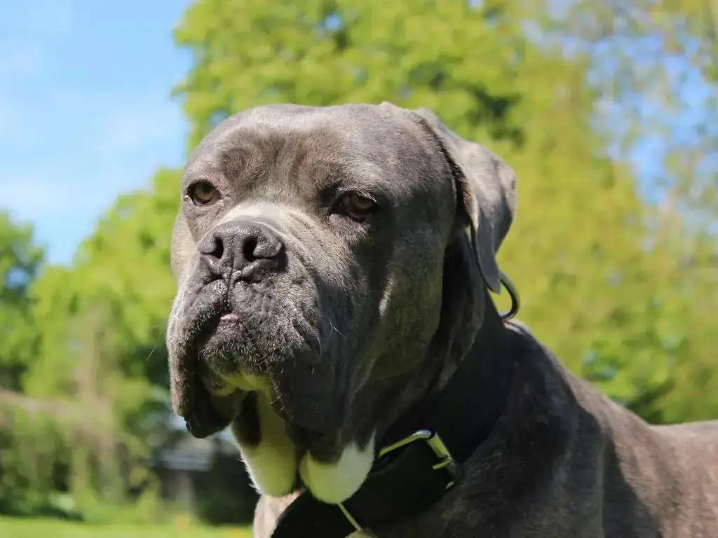 Cane Corso Italiano Beelzebub