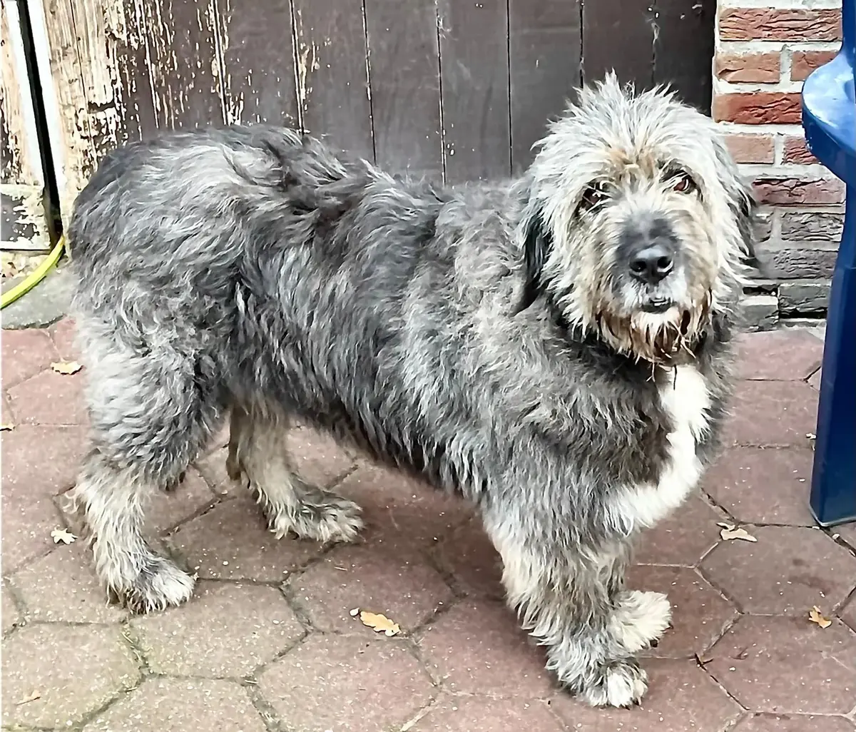 Frieda -  - Bild 1
