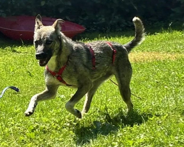 Lissy -  - Bild 2