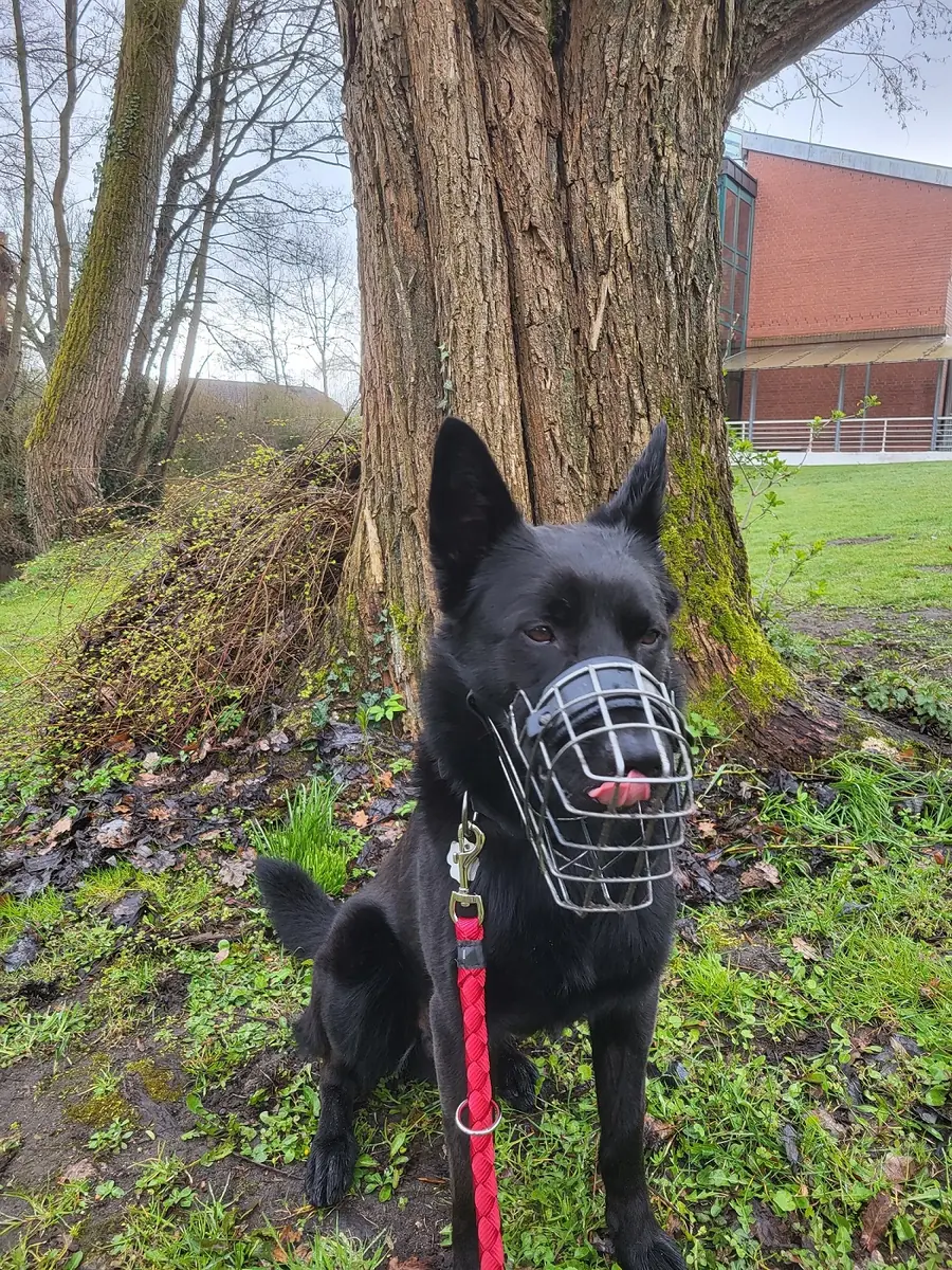 Kuroo - Deutscher Schäferhund - Bild 6