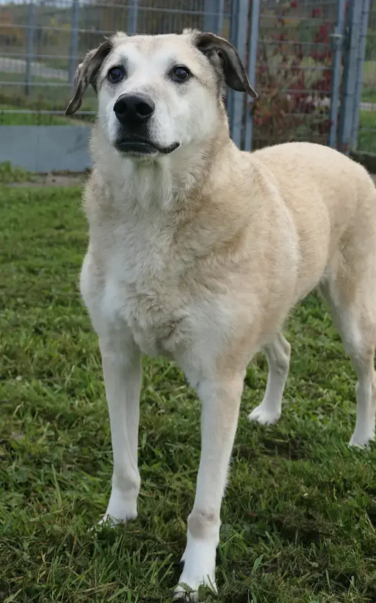 Elmo -  - Bild 2
