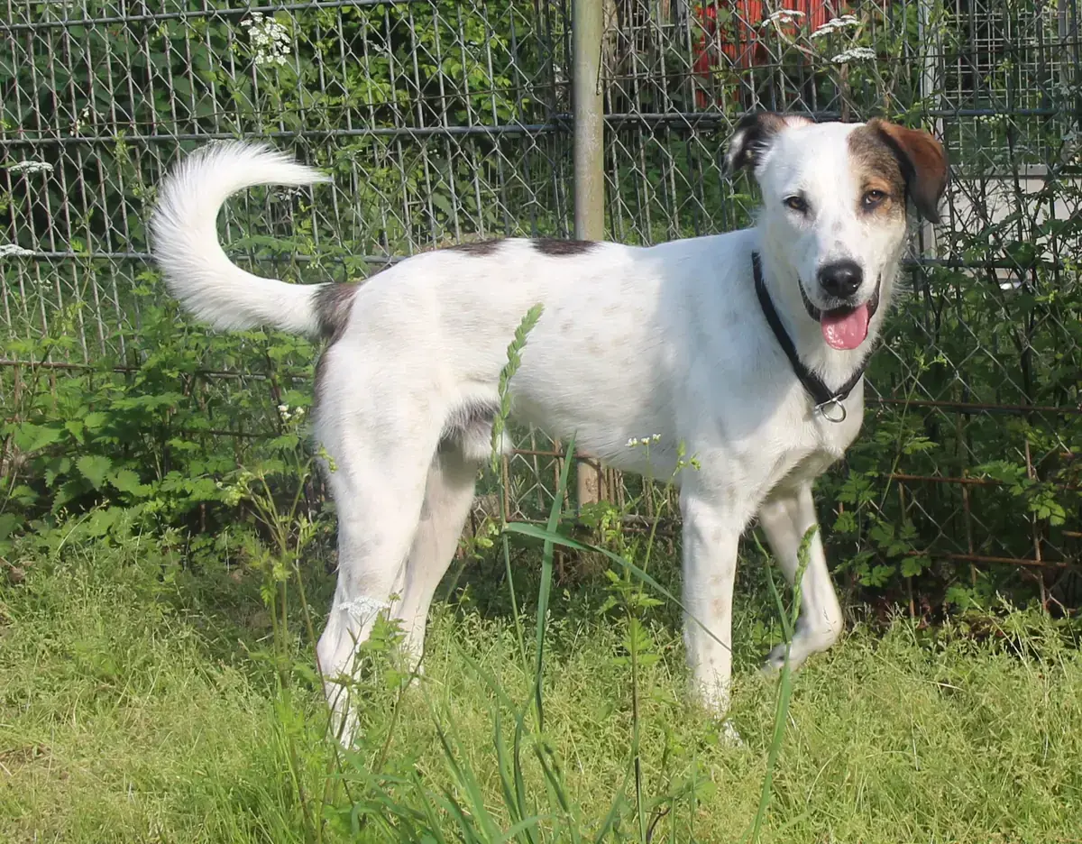 Benny -  - Bild 2
