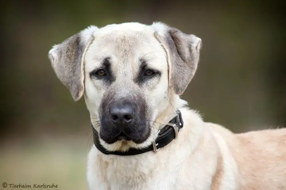 Pascha - Kangal-Hirtenhund - Bild 2