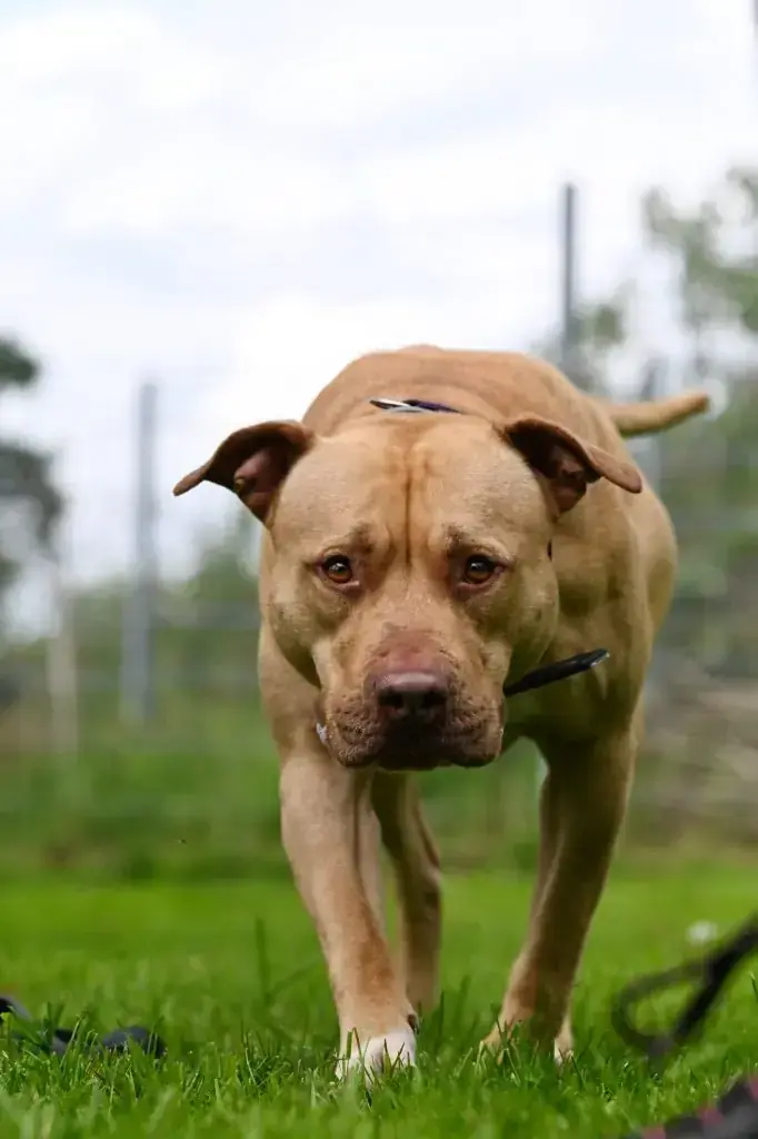 Ace - American Staffordshire Terrier - Bild 19