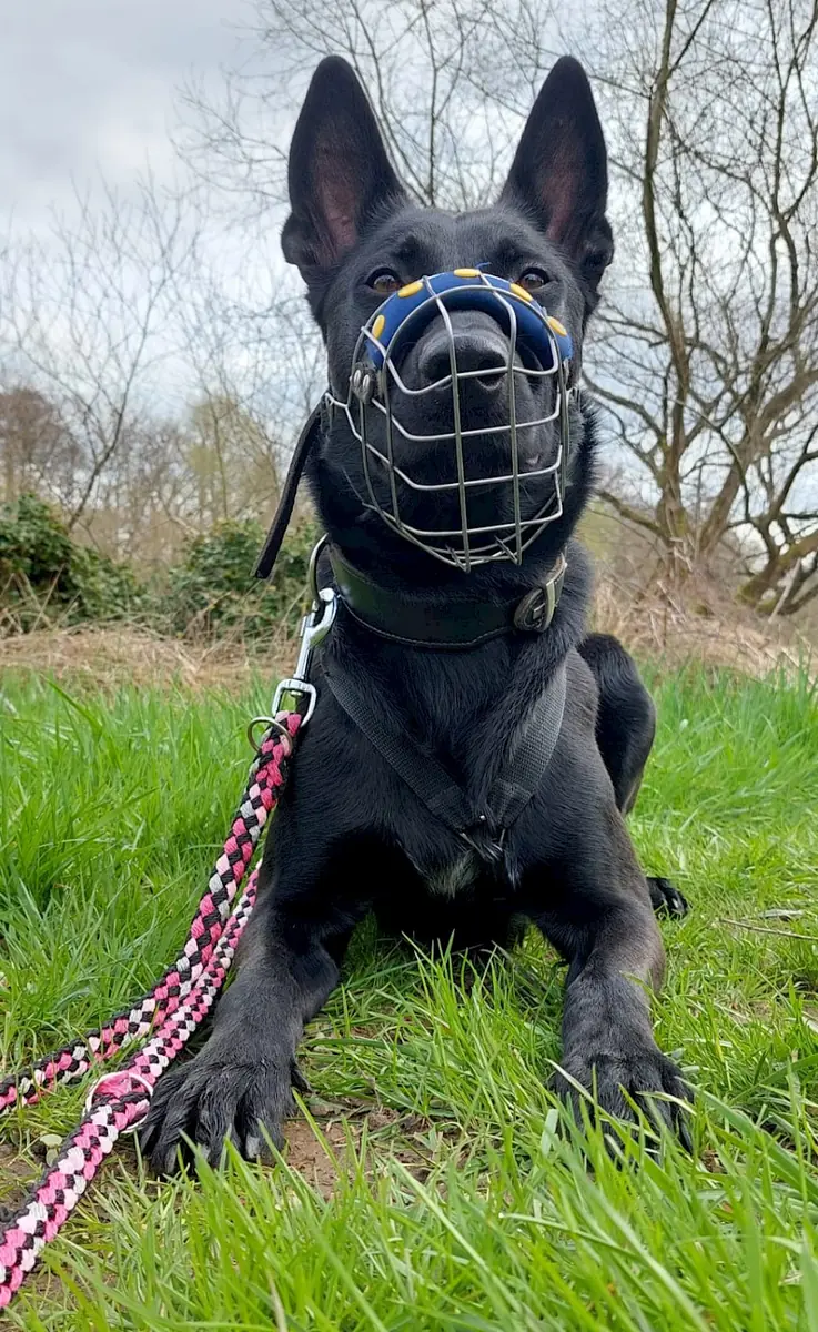 Greta - Deutscher Schäferhund - Bild 14
