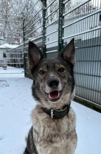 Nala -  - Bild 6