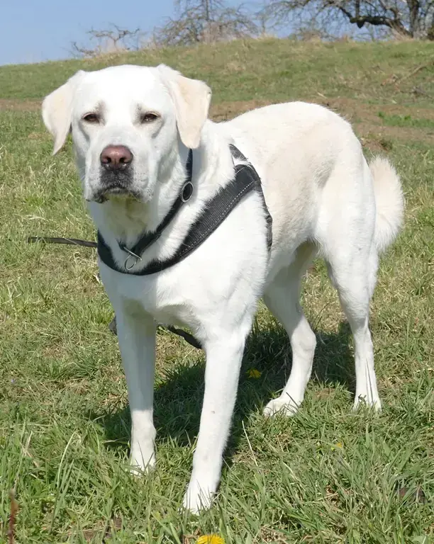 Bruno - Labrador Retriever - Bild 6