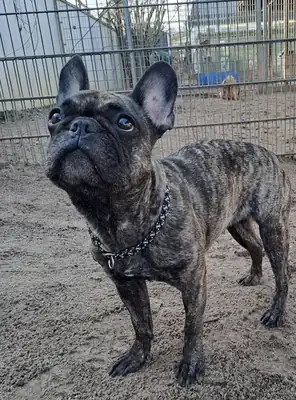 Caja – Französische Bulldogge – Bild 3