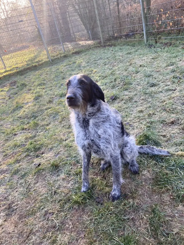 Kira -  - Bild 1