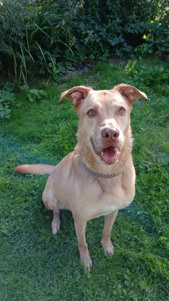 Lio - Deutscher Schäferhund - Bild 2