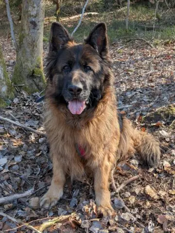 Rina - Deutscher Schäferhund - Bild 1