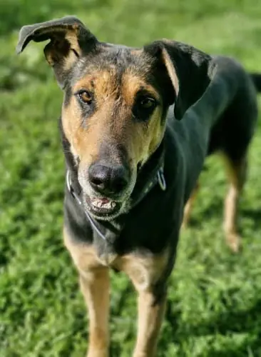Lilly -  - Bild 16