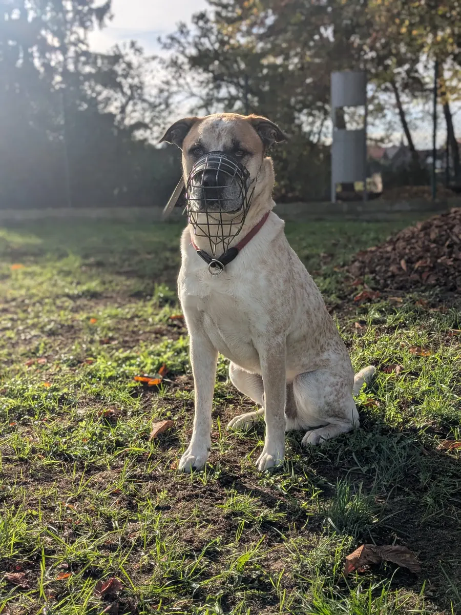 Fritz - Deutscher Boxer - Bild 11