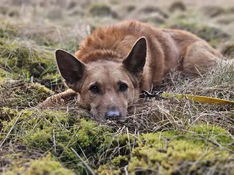 Zira -  - Bild 10