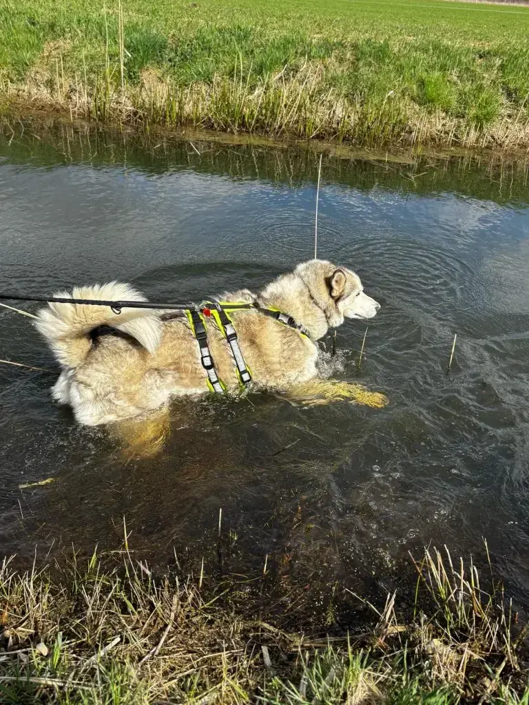 Luke - Siberian Husky - Bild 4