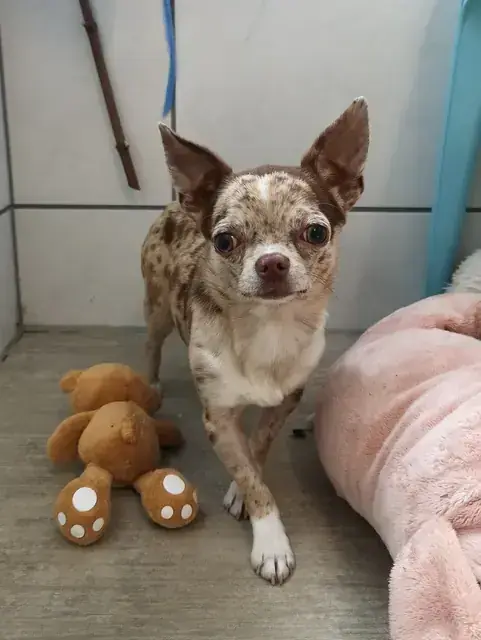 Hugo - Chihuahua - Bild 1