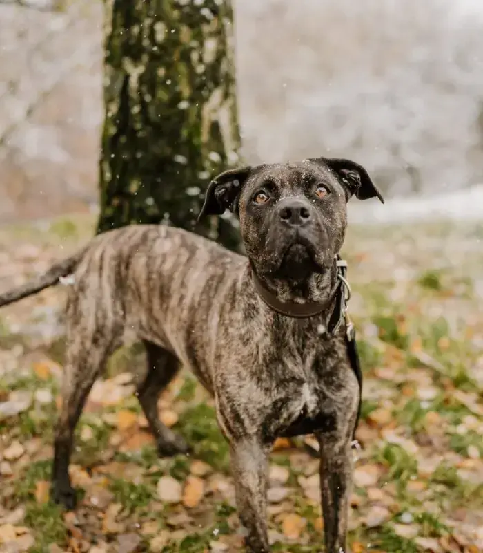 Cora - Dogo Canario - Bild 11