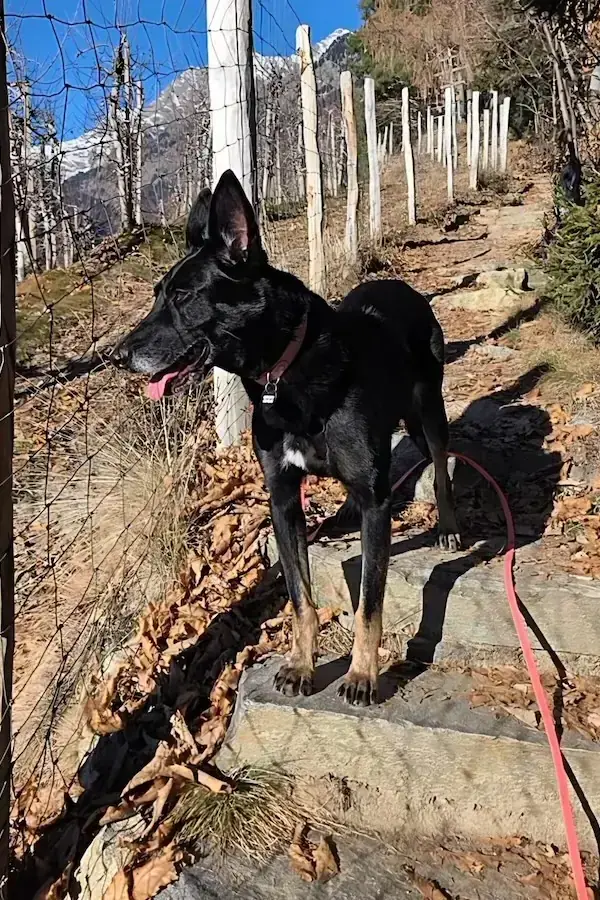 Blacky - Deutscher Schäferhund - Bild 3